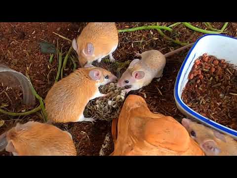 フタモンアシナガバチの巣をカイロトゲマウスの飼育ケースに入れて見た結果・・・