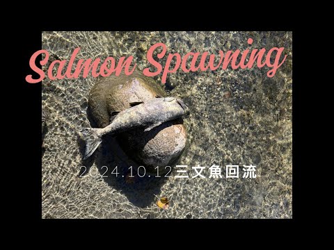 20241012 三文魚回流#Port Coquitlam#Coquitlam River# Salmon Spawning Season