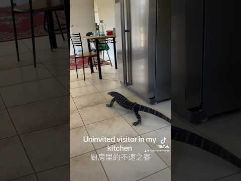 Goanna in my kitchen