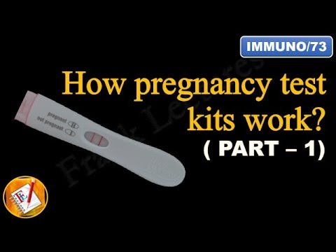 How pregnancy test kits work (PART I)  (FL-Immuno/73)