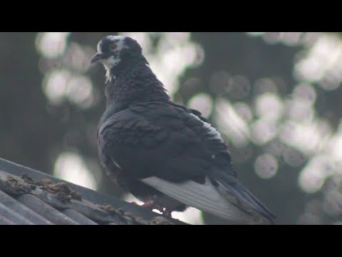 Mukhi Pigeon | Pigeon Sound | Lahori Siraji Pigeon | Lahori Mukhi Pigeon