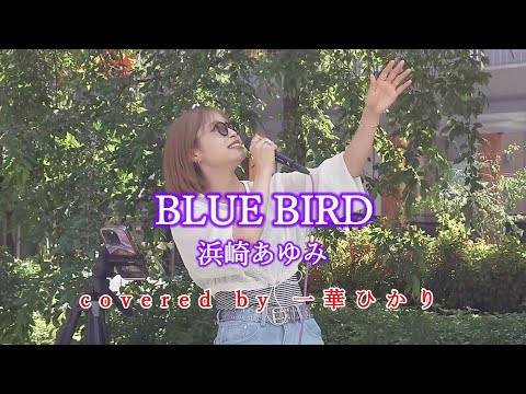 BLUE BIRD / 浜崎あゆみ  covered by 《一華ひかり》 ※概要欄にツアー情報があります