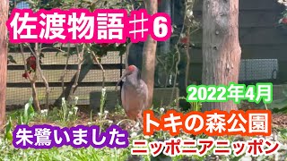 2022年4月10日 トキの森公園でトキに会う 佐渡物語♯6 ニッポニアニッポン