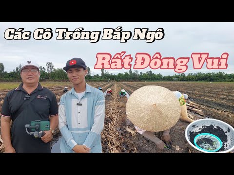 Cảnh các Cô gieo Chồng giống Bắp ngô Quá đông vui . tại phú Tân An Giang.  | Nét Đẹp An Giang .