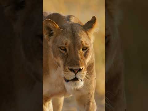 Lioness Approaching #lion #lioness #wildlife #safari #wildanimals