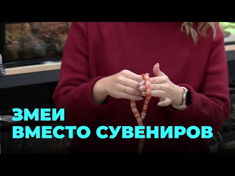 Змея на Новый год: оригинальный подарок или головная боль?