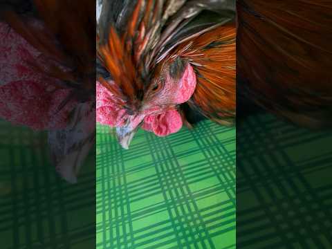 Last minute Christmas gift idea! How to wrap a chicken. #shorts #chickens #christmas #rooster #funny