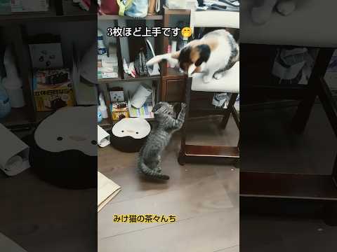 猫パンチ炸裂　#子猫#三毛猫#猫のいる暮らし #多頭飼い#cutecat