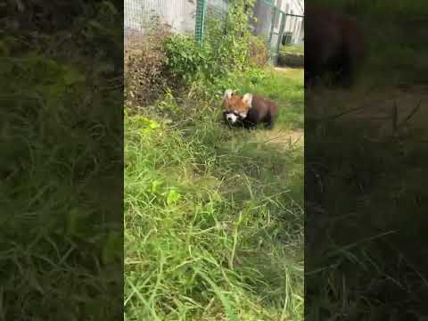 Both babies are so cute. Red pandas