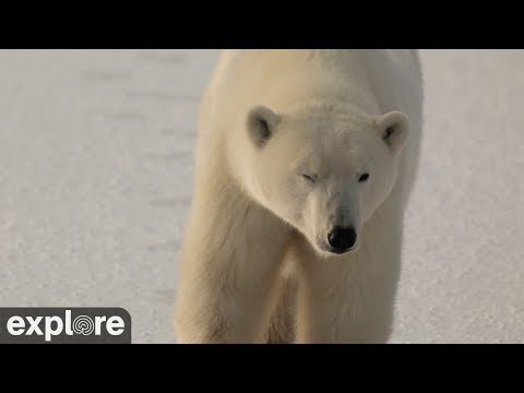 Cape South  Camera - Churchill Cam, Wapusk National Park powered by EXPLORE.org