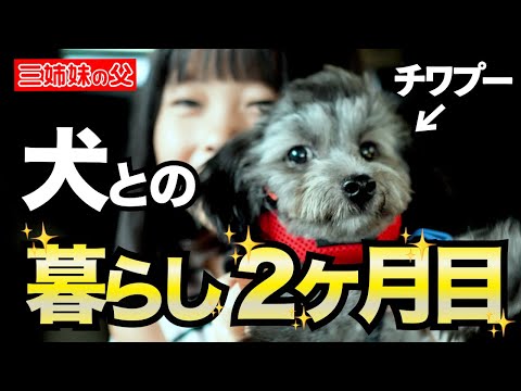 【チワプー】家族になって2ヶ月の記録