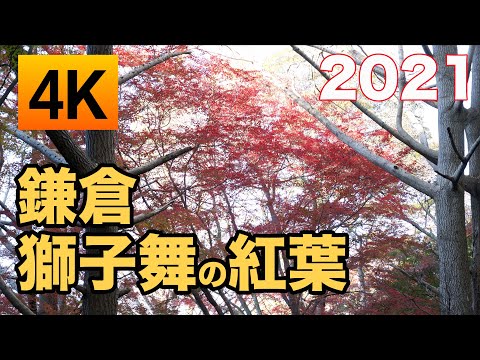 鎌倉の紅葉名所 - 獅子舞 【2021年】