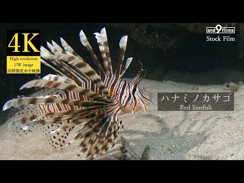 【4K 水中映像】ハナミノカサゴ  / Red lionfish / Pterois volitans