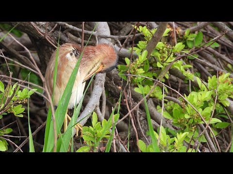 林邊鄉的黃小鷺Ixobrychus cinnamomeus （2024 12 25）