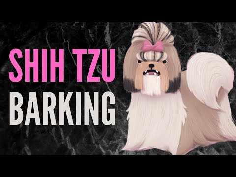 Shih Tzu Barking Sound Effects | 60 Minutes