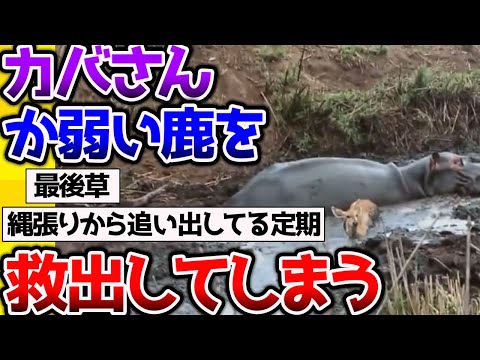 【2ch動物スレ】最強生物「カバさん」か弱い鹿をハイエナから救出するが→衝撃の展開を見逃すな #動物  #生き物