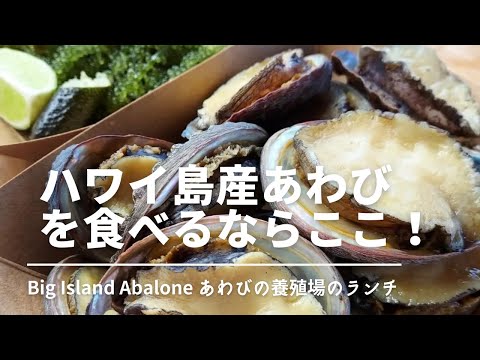 【ハワイ島あわび】Big Island Abalone あわびの養殖場でランチ