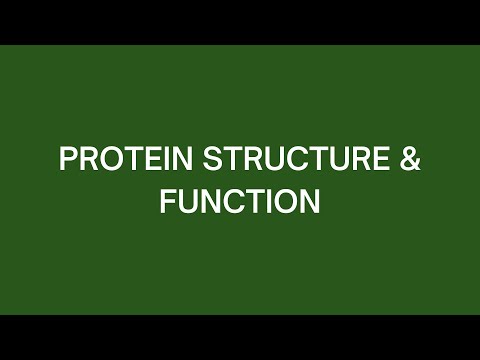 Protein Structure + Function