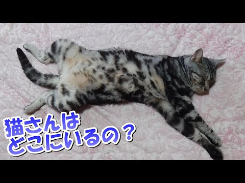 猫さんはどこにいるの？（アメリカンショートヘア）