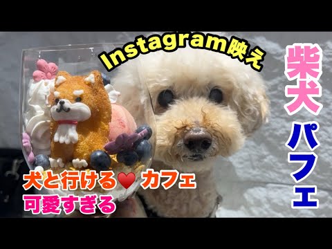 犬と行ける柴犬cafeがかわいすぎるー！柴犬好きな人はぜったいいってほしい☺️💓