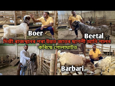 দিল্লী,ৰাজস্থানৰ পৰা উন্নত জাতৰ ছাগলী আনি কেনেকৈ পালন কৰিছে গোলাঘাটত চাওঁক।Goat Farming | Goat Farm