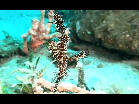 DIVING WITH WEIRD AND WONDERFUL CRITTERS AROUND THE WORLD