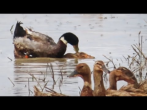 duck mating 🦆duck mating in water | duck mating sound #duck #mating #ducksound #ducks #birdwatching