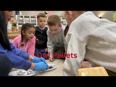 What are Owl Pellets?