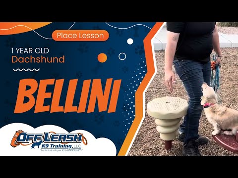 1 yo Dachshund Bellini ~ Best Dachshund Trainers ~ Off Leash K9 Training Phoenix