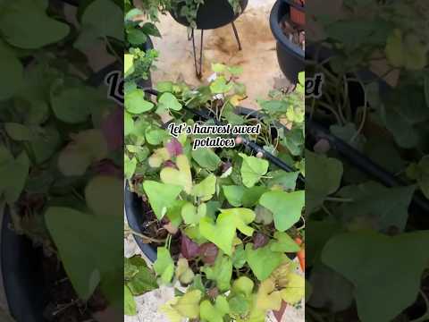 Harvesting sweet potato from my terrace garden 🪴