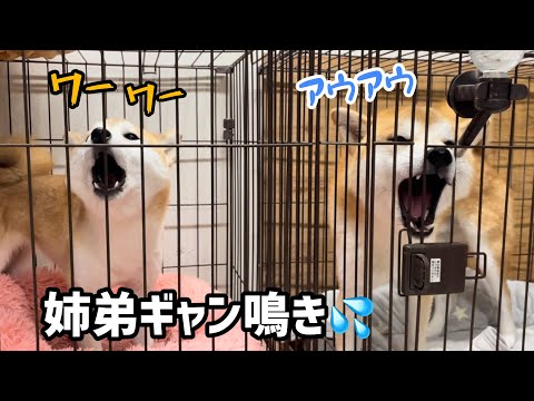 【犬語音量(超)注意】勘違いした柴犬姉弟がギャン鳴きしています汗