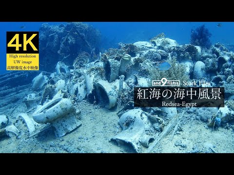 【4K 水中映像】紅海の海中風景 / Underwater scenery / Redsea-Egypt