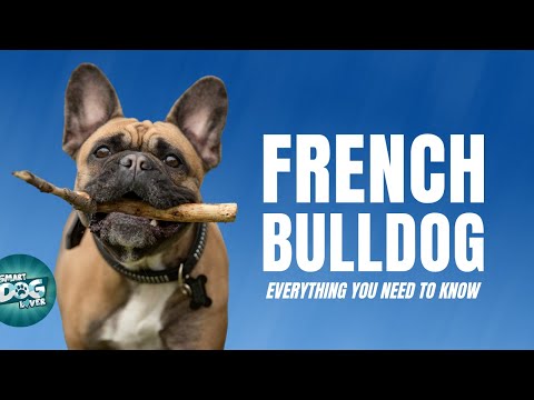 French Bulldog Breed Guide | Dogs 101