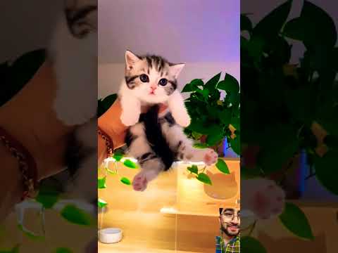 #cat #kitten #cute #cutecat #pets #anime #catvideo #kitte #catlover #exams