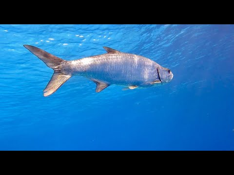 COME DIVE WITH ME AGAIN IN BONAIRE 4K 2021