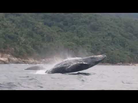 Whales Jumping near Yelapa Beach, Mexico