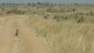 warthog walks into two lions very brilliant.