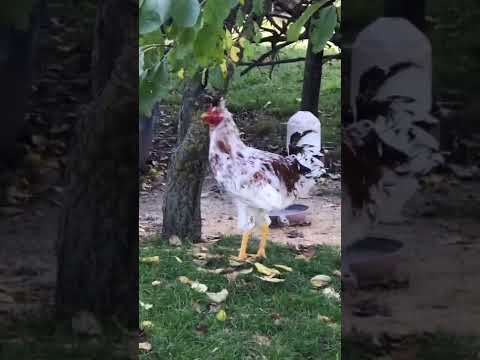 Crazy  Rooster