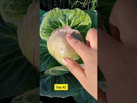 journey of cabbage