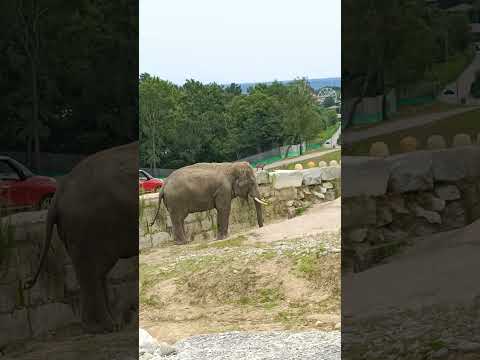 the elephant eats 🐘🐘#elephant #elephants #wildlife #animals