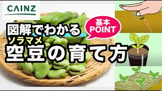 ソラマメ（そら豆）の育て方｜空豆の栽培方法【カインズ野菜栽培】