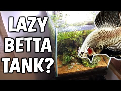 WHAT'S A LAZY BETTA FISH TANK?