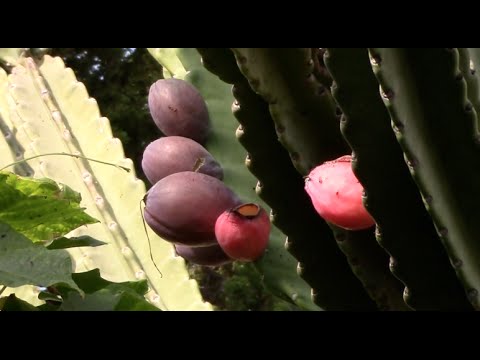 What Eats Cactus Fruit?