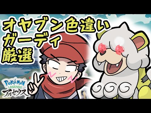 オヤブン色違いガーディ厳選ガチでやる配信【Pokémon LEGENDS アルセウス】