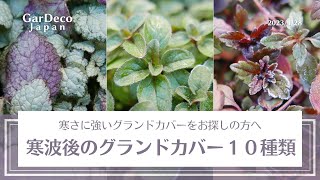 【カラーリーフ】寒波の後のグランドカバー１０種類【常緑】