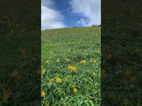 霧降高原でニッコウキスゲを見てきた