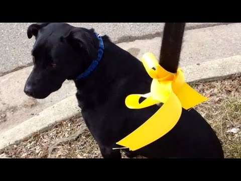 More and more dogs are walking with a yellow ribbon! 😱