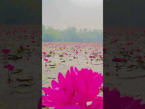 Gulawat Lotus valley #indore #lotus #lotusflower #madhyapradesh #viralshort #ytshorts #shortsviral