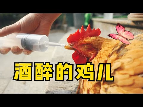 用喝醉的鸡，做出来烤鸡会是什么样的？