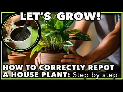 HOW TO REPOT A HOUSE PLANT